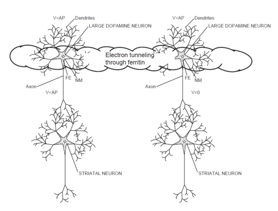 Two dopamine neurons are connected by electron tunneling through ferritin, and provide signals to striatal neurons