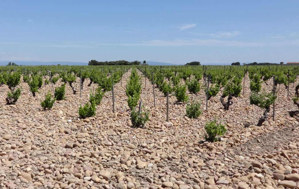 Stone covered vineyard in Chateauneuf-du-Pape, France