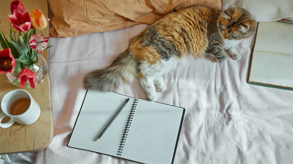 A to-do list for new cat parents — everything you need to do!