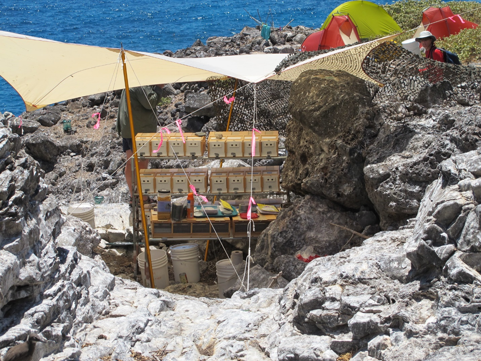 Little boxes that house the ulūlu, under a tarp on rocky terrain.