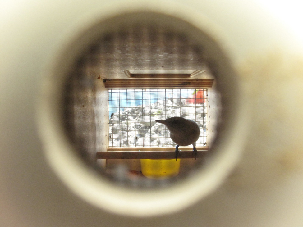 Looking inside an ulūlu holding cage with an ulūlu inside on a perch.