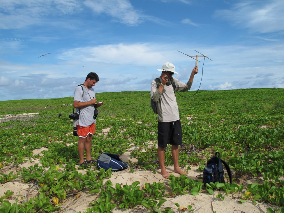 Two people conducting monitoring in the middle of green coastal vegetation, under blue skies.