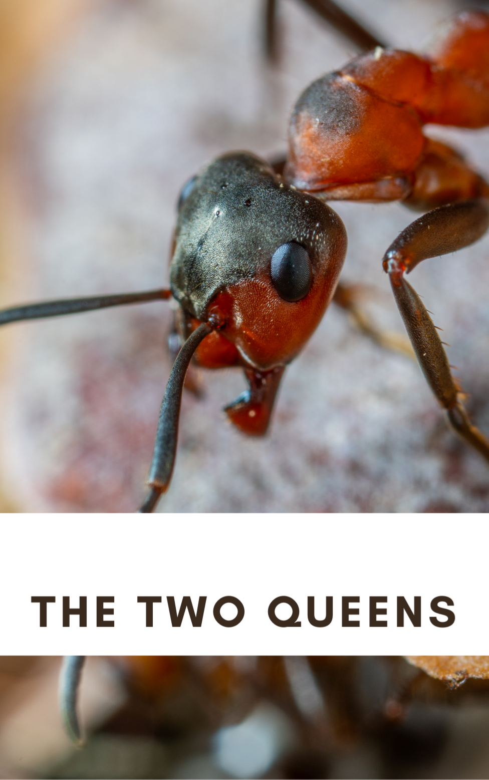 An image of an ant in the background, with “The Two Queens” written in the foreground