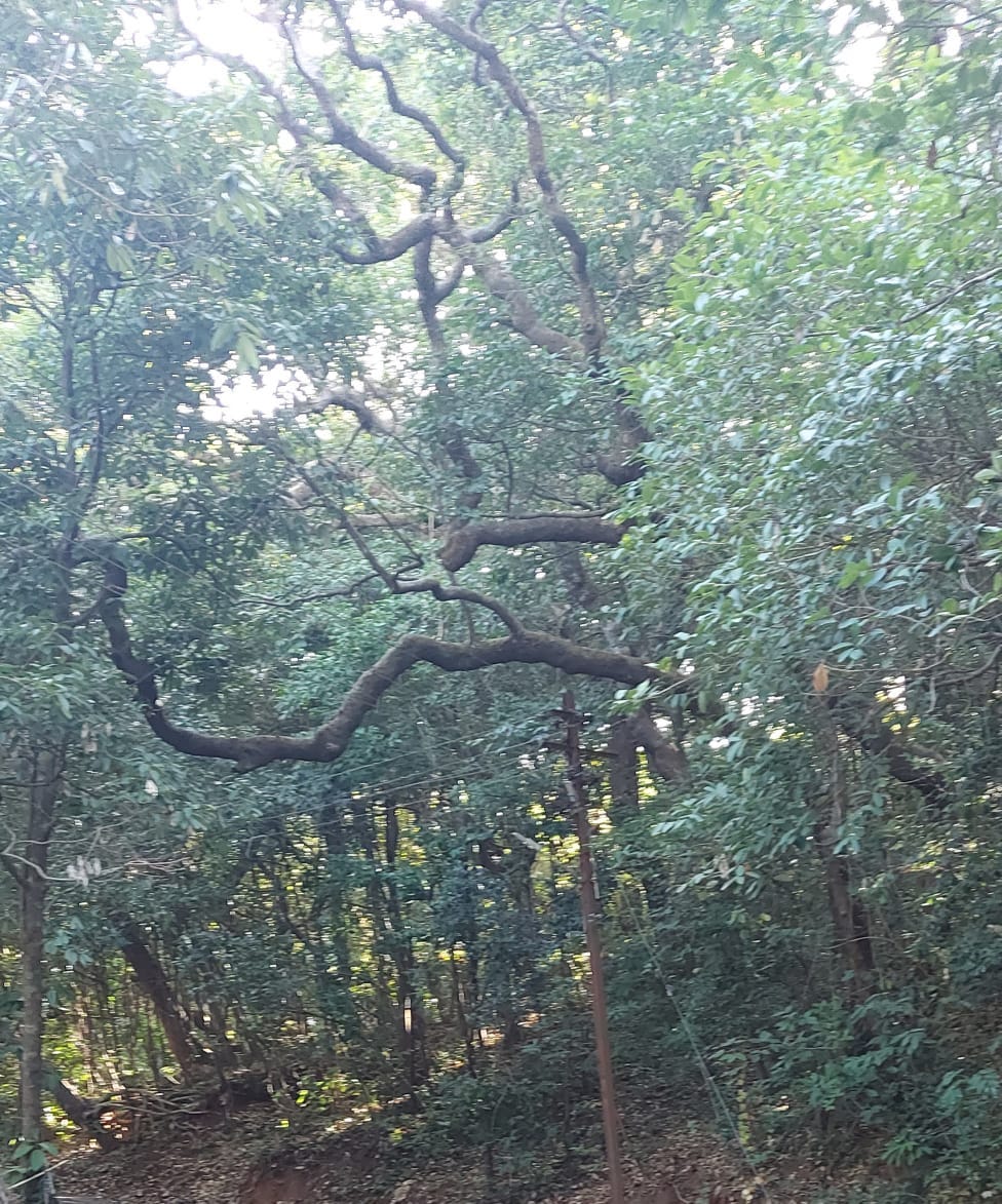 Jungle in the background, a tree trunk shaped as a inverted question