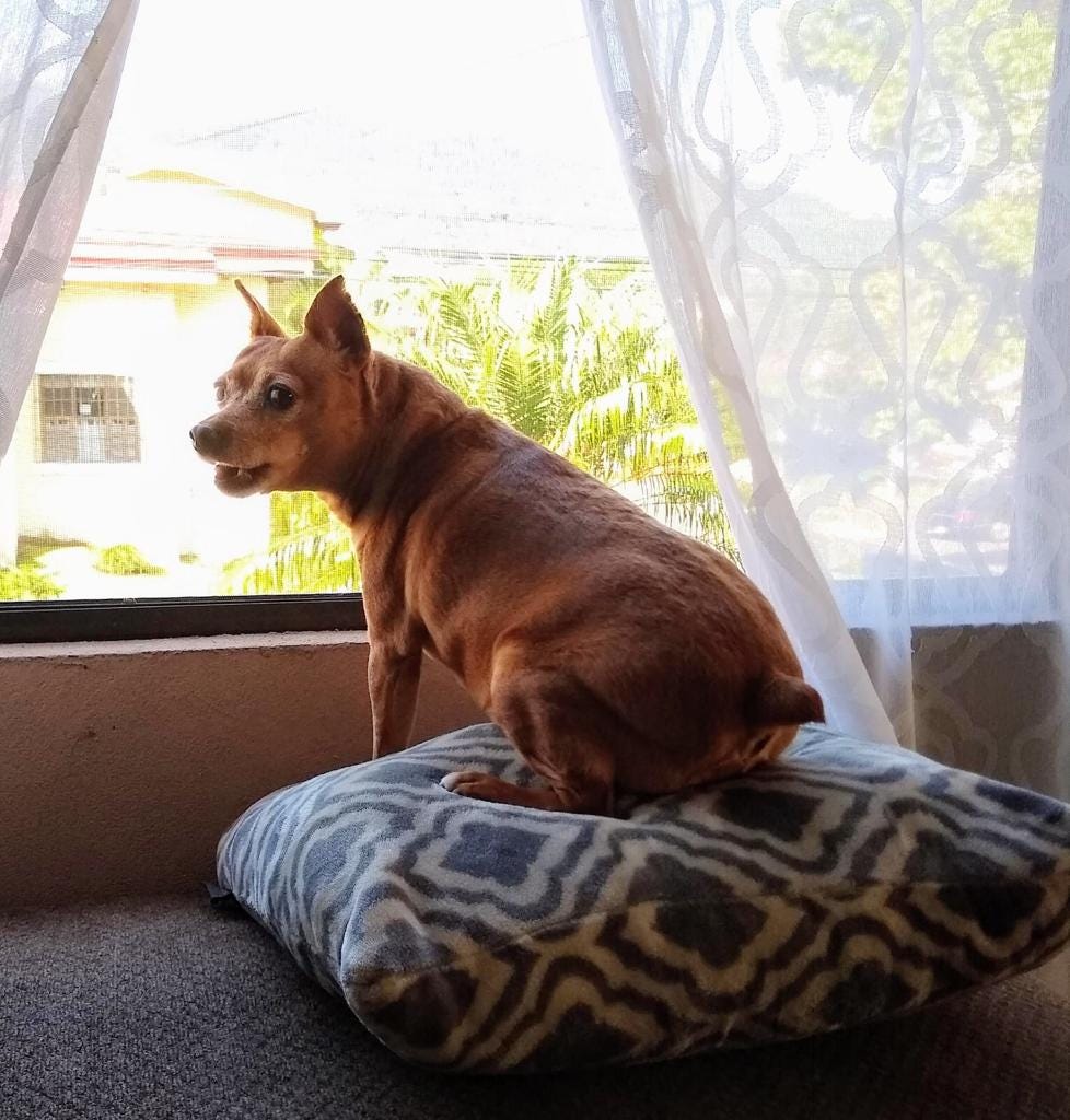 Cute dog sits on top of a pillow on a stool, in front of the window. Her head is turned, barking at her a noise she heard.