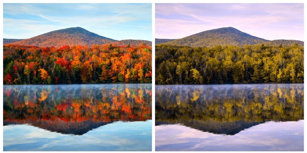 Normal vision vs Color blind vision comparison of a forest with a lake in the foreground and mountains in the background.