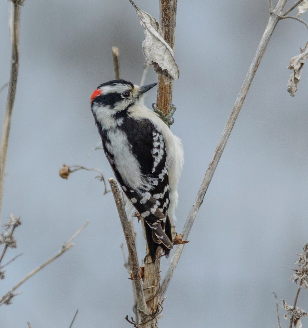 black and white bird with red cap hugs tree branch