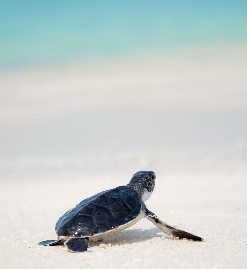 A baby turtle on a beach, making it’s way towards the water in the distant.
