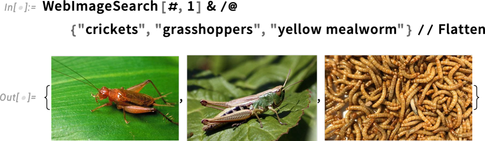 WebImageSearch code block showing various photos of edible bugs, from crickets to grasshoppers