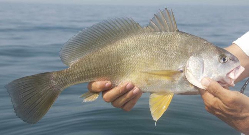 Freshwater Drum