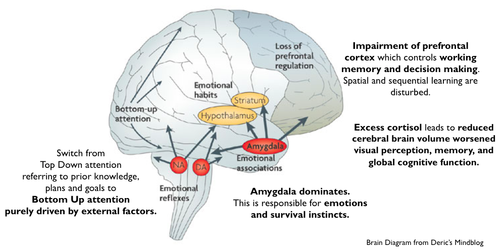 Diagram of brain, highlight Amygdala and prefrontal cortex