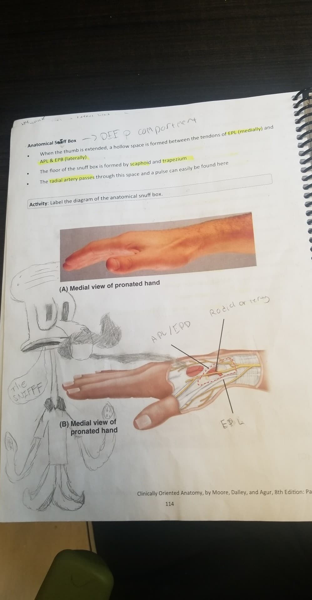 This photo represents an example of KIN notes that KIN students have to study for midterms and final exams. Please do not ask me the question of why Squidward is drawn on this page. If you know, you know!