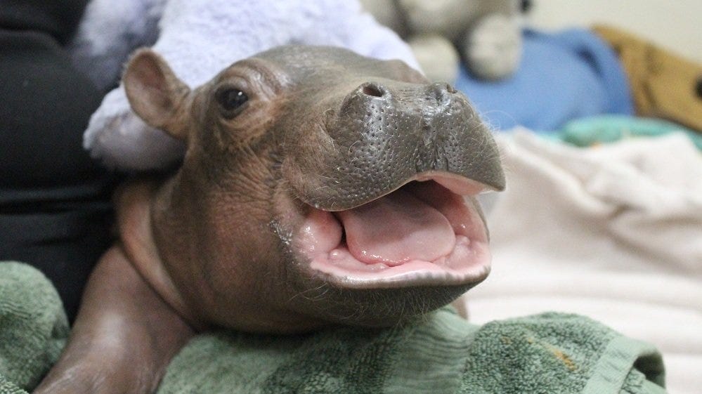 Fiona, a hippo calf born six weeks premature, on Jan. 24, now weighs at least 375 pounds. Courtesy of the Cincinnati Zoo