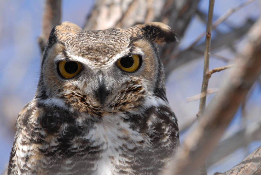 close up of an owl with yellow eyes