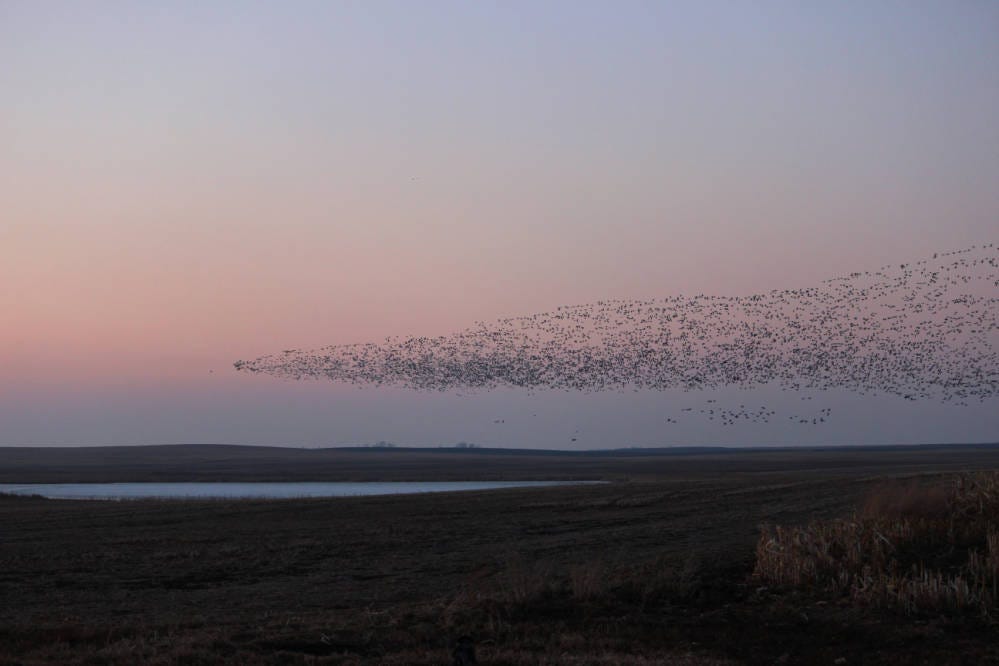 A spearhead of snow geese exhibiting swarm behavior