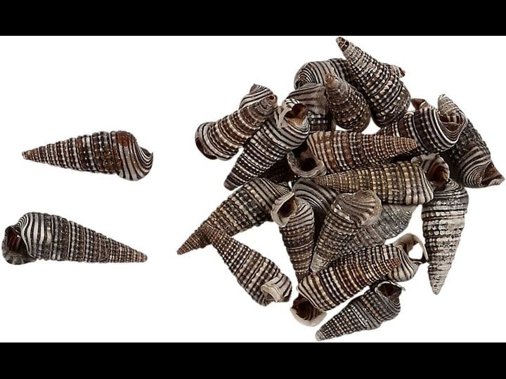 rhino-shells-craft-assorted-seashells-bag-5-1-inch-1-kilo-1