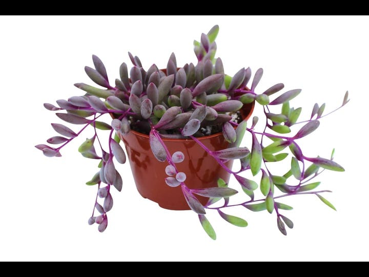 othonna-capensis-ruby-necklace-4-succulent-live-plants-succulents-plants-live-succulent-plants-fully-1