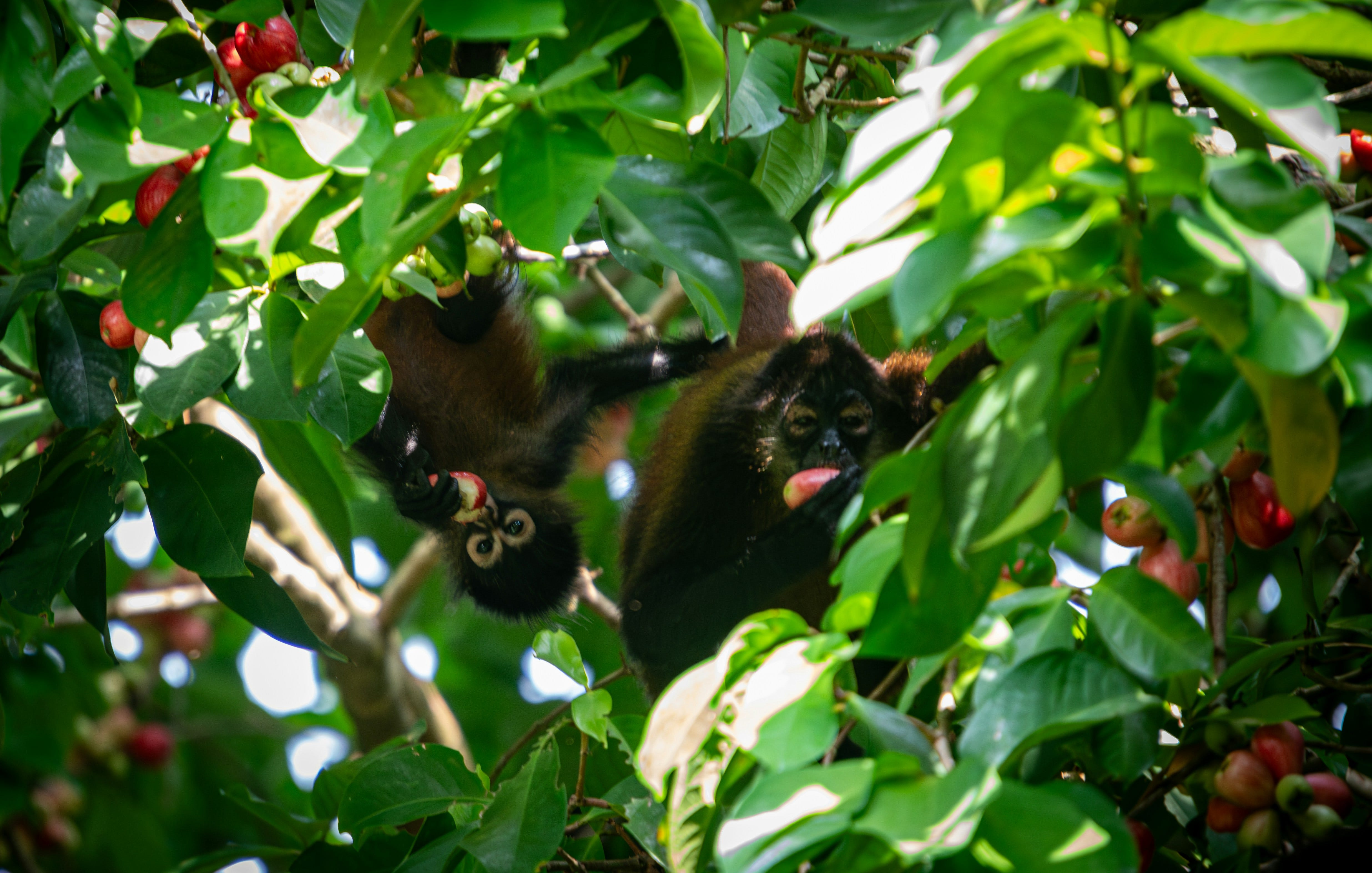 A monkey hanging from a tree branch in a forest