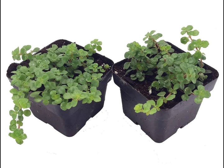 large-leaf-baby-tears-pilea-depressa-2-plants-3-pots-1