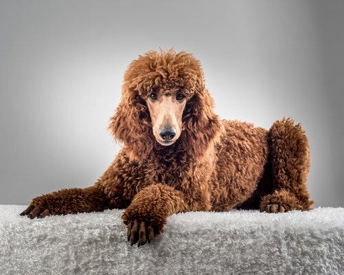 Do Poodle Dogs Shed?: Uncover the Truth!