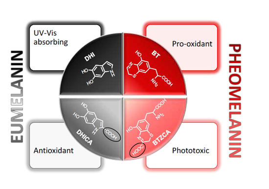 IJMS | Free Full-Text | Fifty Shades of Black and Red or How Carboxyl  Groups Fine Tune Eumelanin and Pheomelanin Properties