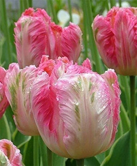 10-pre-chilled-pink-vision-parrot-tulip-bulbs-ready-to-bloom-1