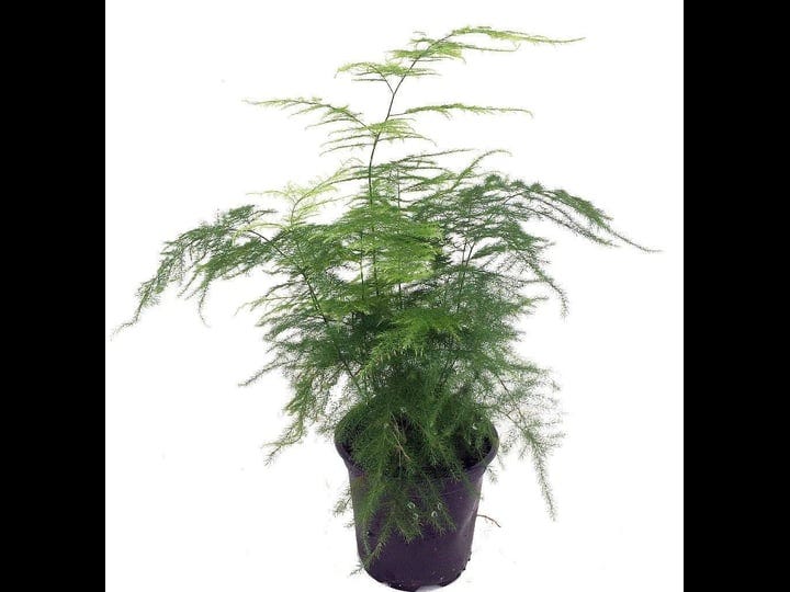 fern-leaf-plumosus-asparagus-fern-4-pot-easy-to-grow-great-houseplant-1
