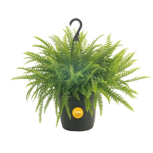 costa-farms-live-indoor-20in-tall-boston-fern-plant-in-10in-hanging-basket-1