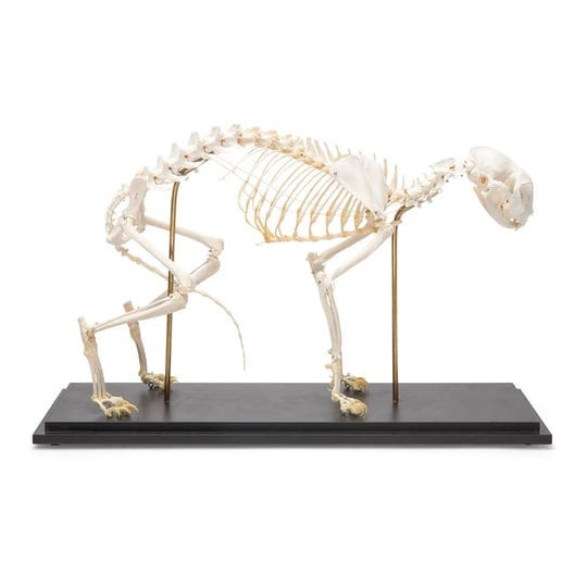 cat-skeleton-felis-catus-specimen-1