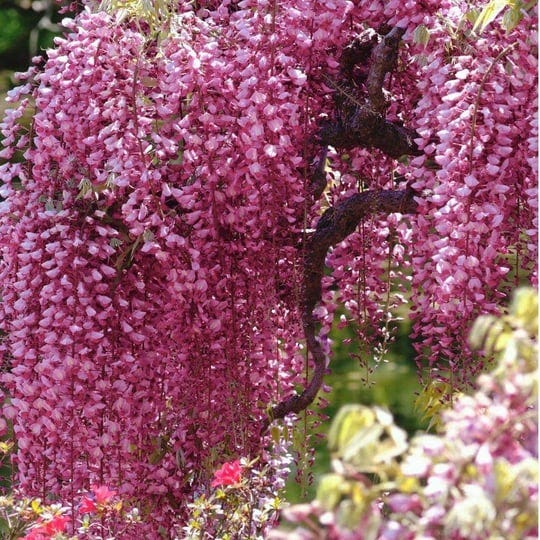 national-plant-network-2-5-qt-pink-wisteria-plant-with-pink-blooms-1