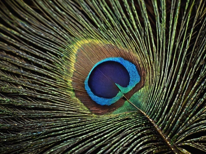 Peacock-Feather-1