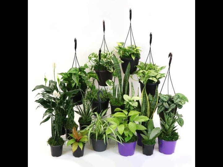 house-plant-bundle-low-light-4in-low-light-plant-bundle-4-plants-included-1