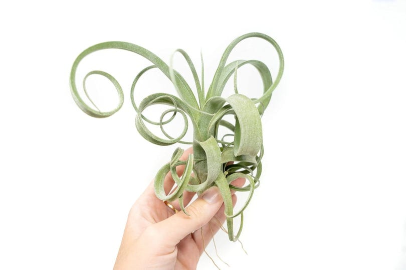 air-plant-shop-tillandsia-curly-slim-t-intermedia-x-t-streptophylla-air-plant-succulents-live-tillan-1