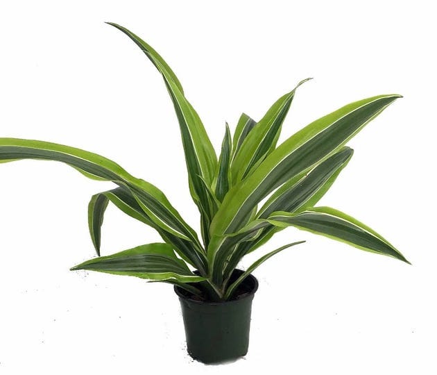 hirts-gardens-gold-star-madagascar-dragon-tree-dracaena-4-pot-easy-to-grow-house-plant-1
