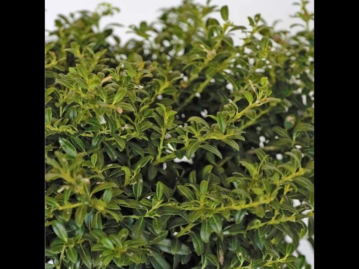 flowerwood-2-5-gal-soft-touch-hollyilex-live-evergreen-shrub-finely-textured-green-foliage-1