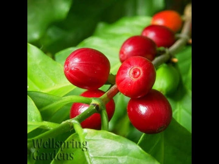 coffee-plant-coffea-arabica-live-plant-size-3-8-tall-beige-1