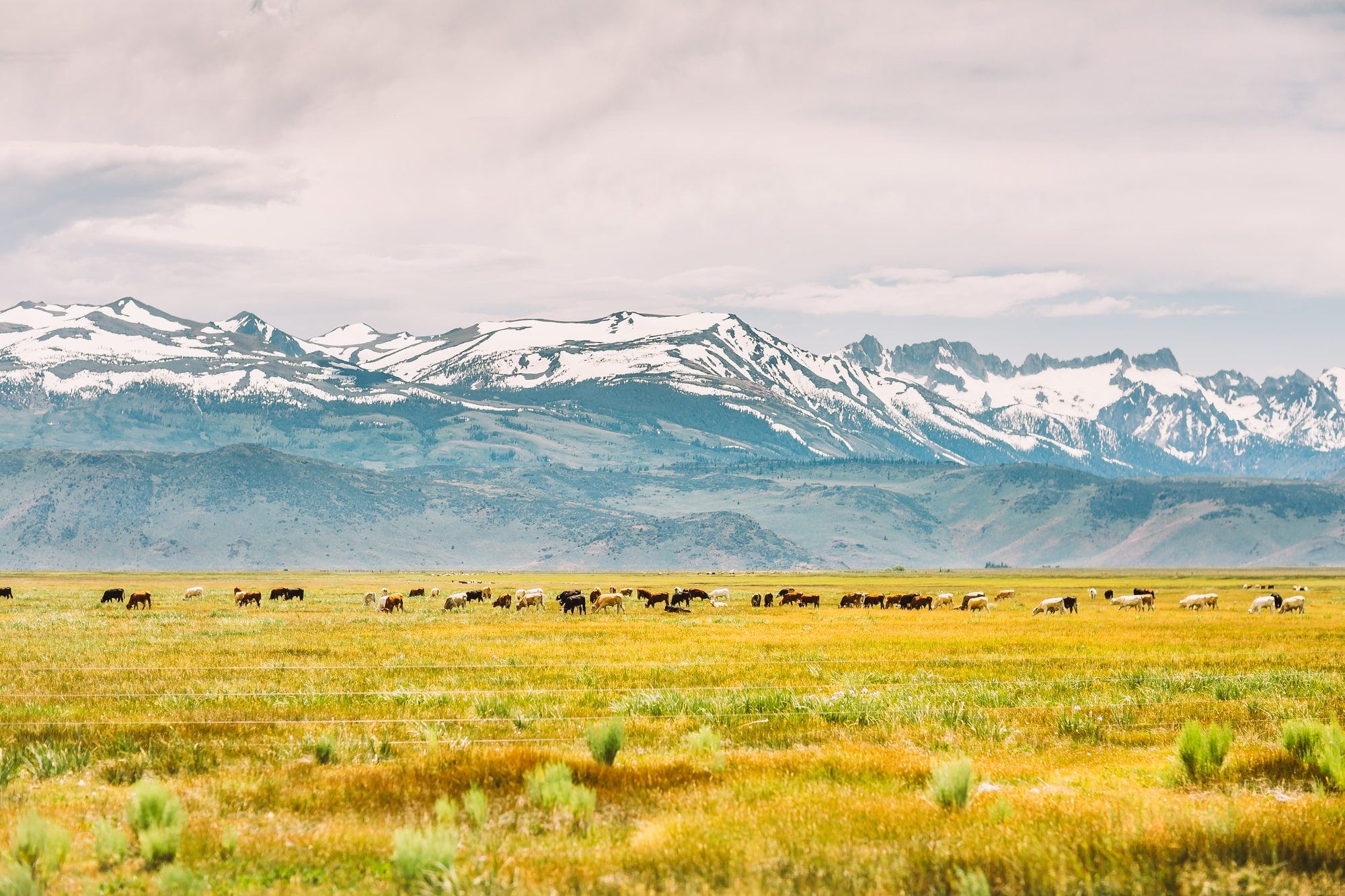 Cows in field by mountains