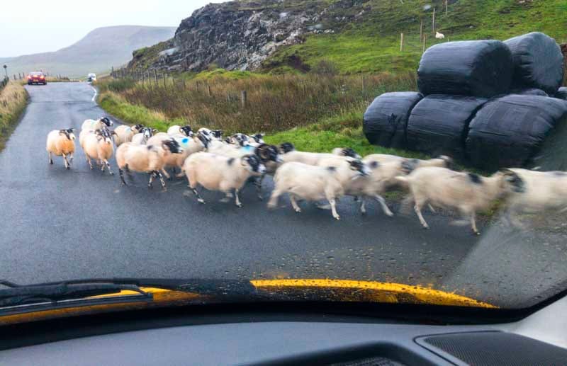 Traffic congestion on Skye