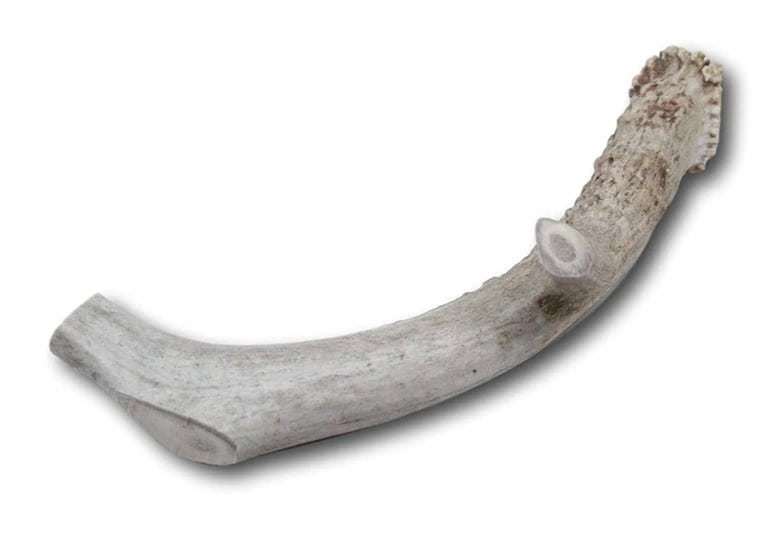 great-lakes-premium-large-grade-a-whitetail-deer-antler-for-dogs-all-natural-dog-chews-single-1