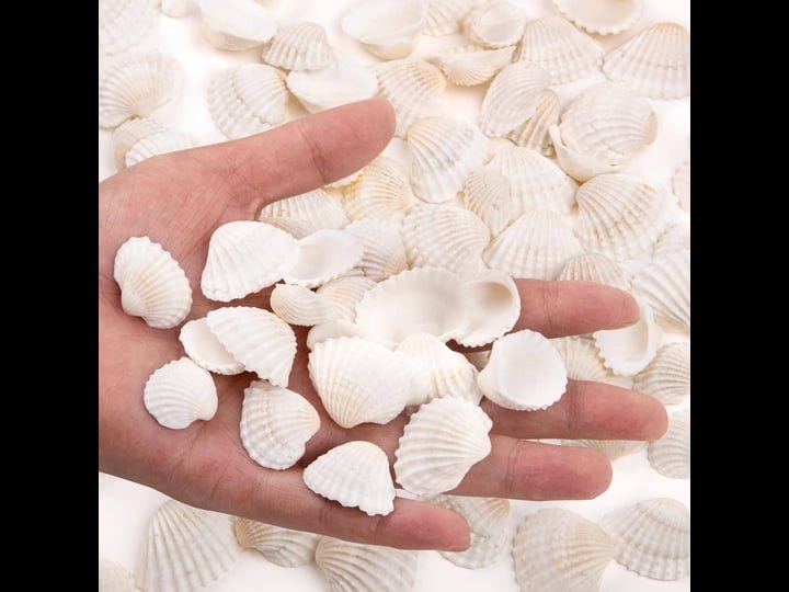 bulk-natural-white-small-seashell-clam-super-shells-assortment-for-diy-craft-beach-decor-1