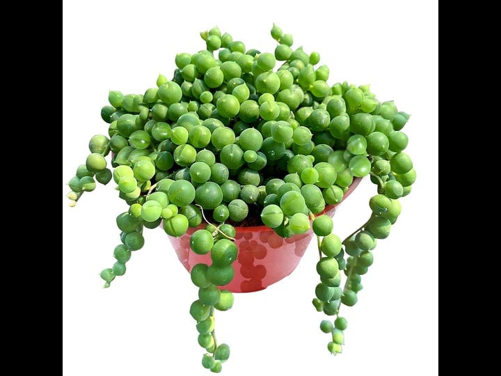 sprout-n-green-4-string-of-pearls-live-trailing-succulent-fully-rooted-in-pots-with-soil-mix-rare-ho-1