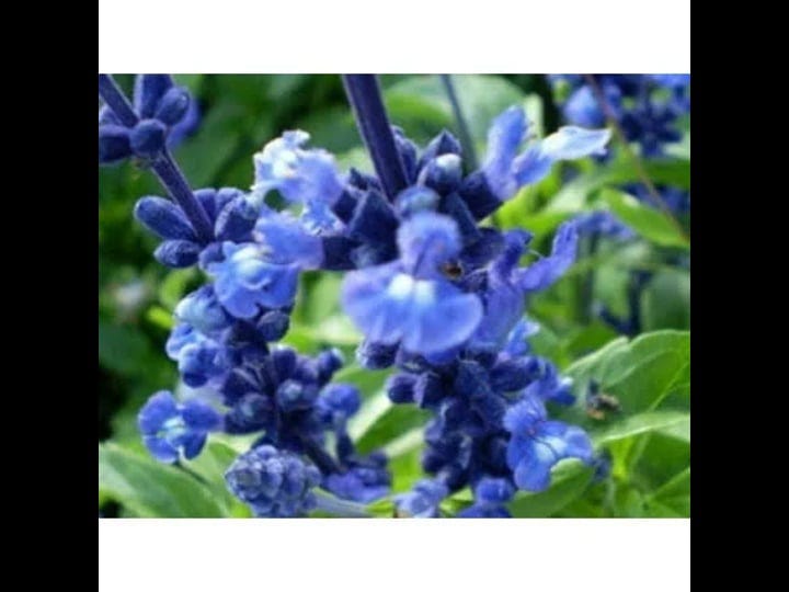 50-oxford-blue-sage-salvia-viridis-clary-painted-horminum-sage-herb-flower-seeds-1