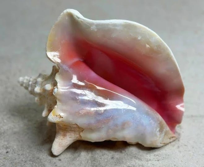 shell-king-queen-conch-shell-6-8-bahamas-large-sea-shells-conch-sea-shell-large-conch-shell-conch-sh-1