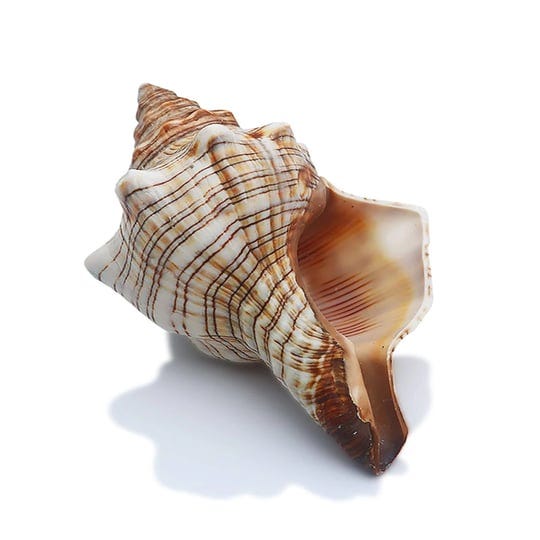sinkoo-2pcs-conch-shell-large-natural-seashells-perfect-for-fish-tank-wedding-decor-beach-theme-part-1