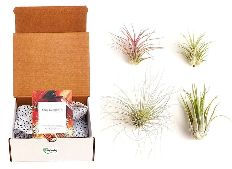 home-botanicals-assorted-air-plant-collection-of-4-1