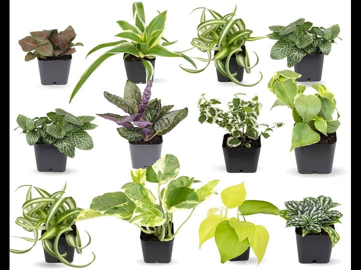 easy-to-grow-houseplants-12-pack-live-house-plants-in-plant-containers-growers-choice-plant-set-in-p-1