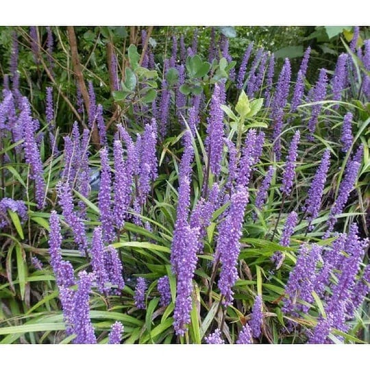 1-gal-big-blue-lily-turf-flowering-shrub-with-abundant-blue-flower-spikes-rising-above-arching-grass-1