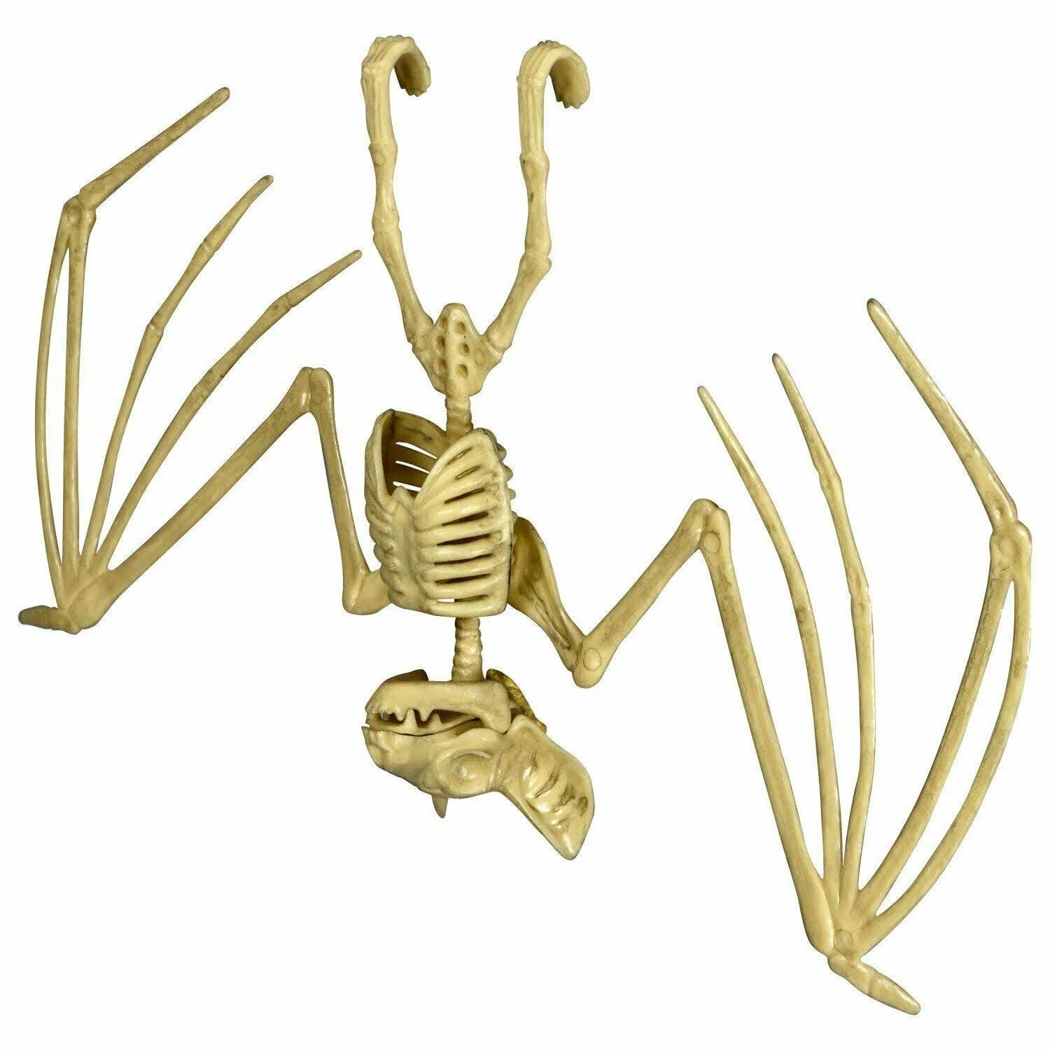 Realistic Bat Skeleton Decoration for Halloween | Image