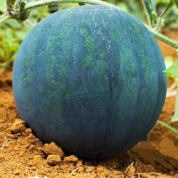 Giant Black Watermelon Seeds for Garden Enthusiasts | Image