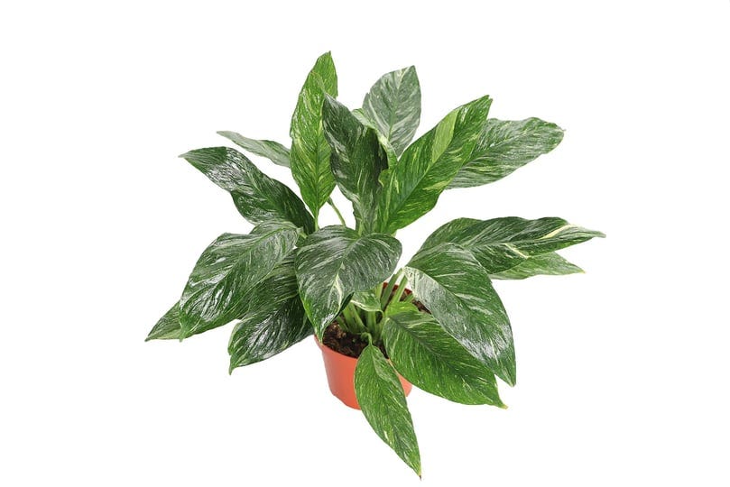 spathyphyllium-domino-variegated-peace-lily-8-from-california-tropicals-1